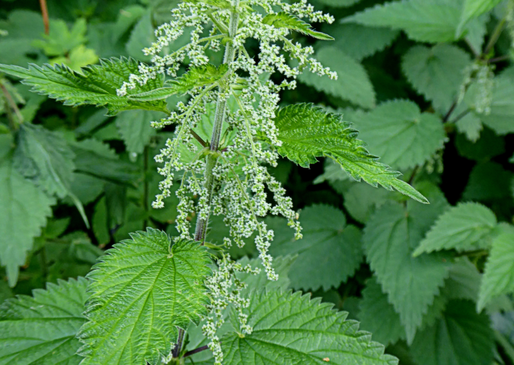 Een brandnetel kan vervelende jeuk veroorzaken
