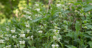 Goed om te weten: in tegenstelling tot de brandnetel heeft de dovenetel opvallende bloemen en een vierkante stengel. 