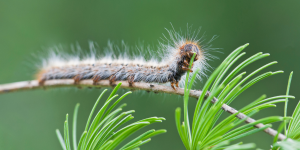 De eikenprocessierups is bedekt met duizenden microscopisch kleine brandharen die huidirritatie kunnen veroorzaken.