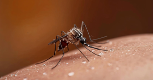 Beste zalf tegen insectenbeten: door het gif of speeksel ontstaan de typische klachten van een insectenbeet